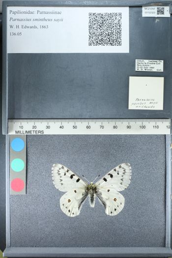 Media type: image;   Entomology 152323